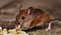 24 Hour & Emergency Exterminators in Fort George Meade, MD